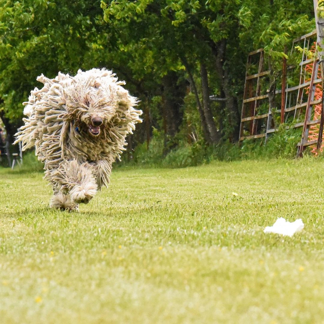 Об этой причудливой собаке говорят, что она плод любви волка и овцы (фото)