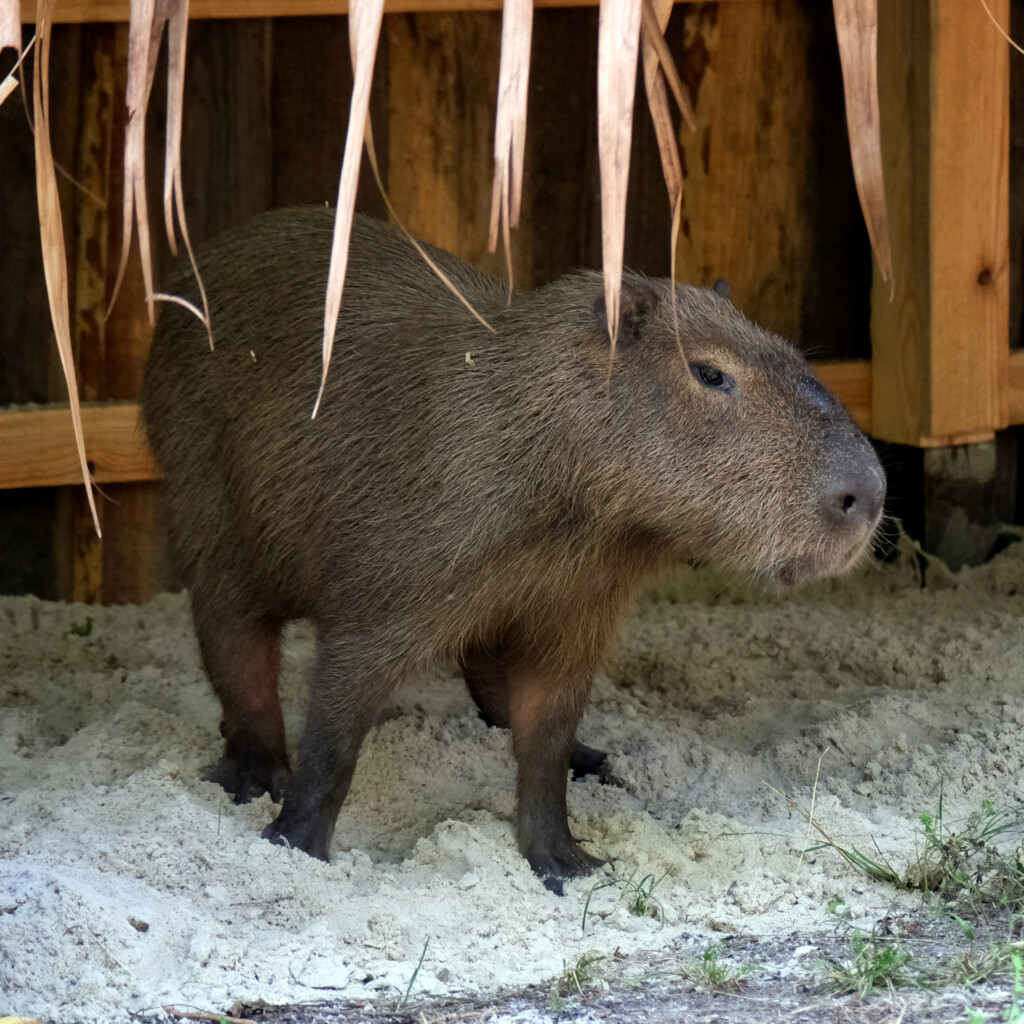 Спасенный из-под обстрелов капибара Тоха закончил лечение: как он выглядит сейчас