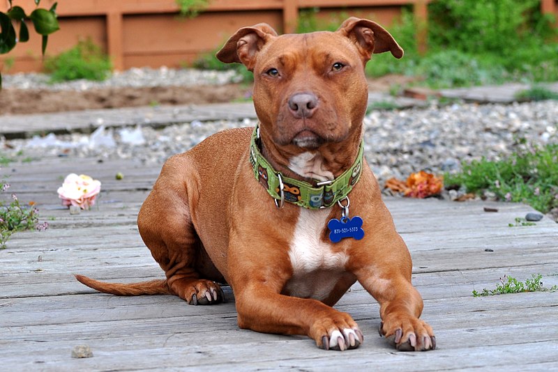 10 порід собак, які не слухаються господарів: подумайте двічі перед тим, як завести