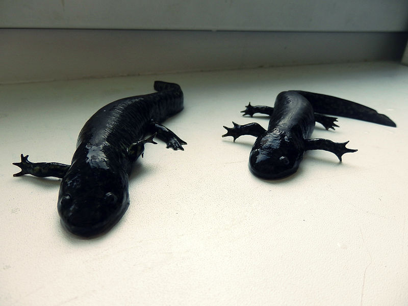 Вы точно этого не знали: кто такой аксолотль на самом деле и почему его будущее под угрозой