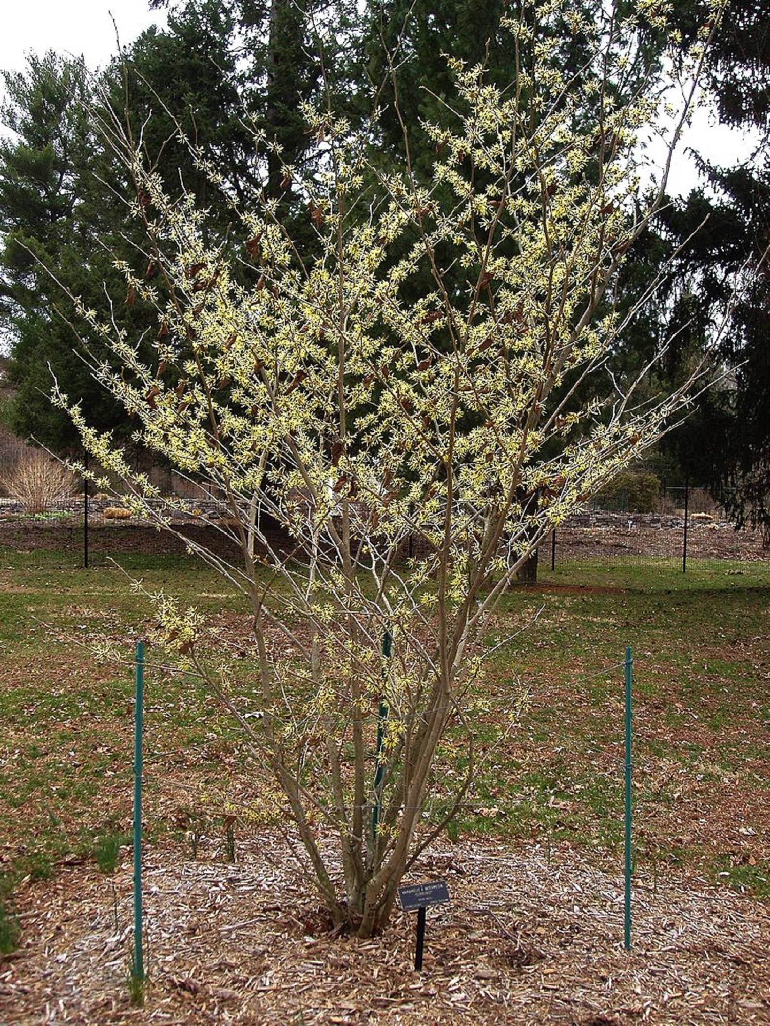 6 красивых цветов, которые цветут в саду даже зимой