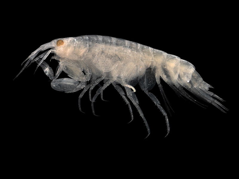 5 необычных животных, названных в честь известных людей