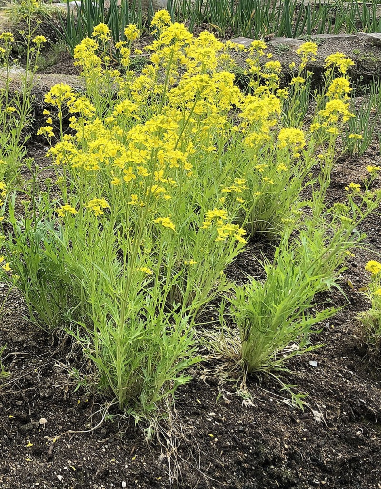 Неприхотливая, урожайная и очень полезная: как за 30 дней вырастить японскую капусту мизуну