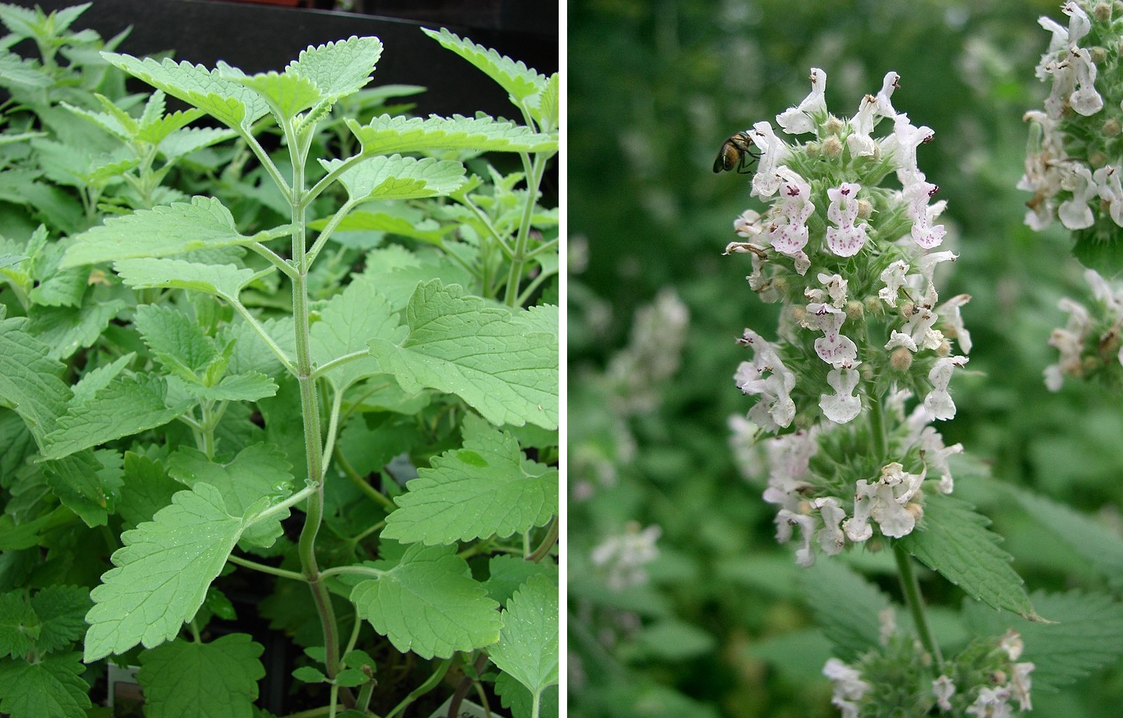 Тараканы уйдут сами, если просто поставить эти растения в доме