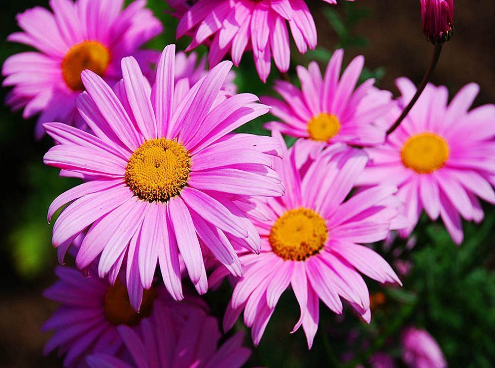 Тараканы уйдут сами, если просто поставить эти растения в доме