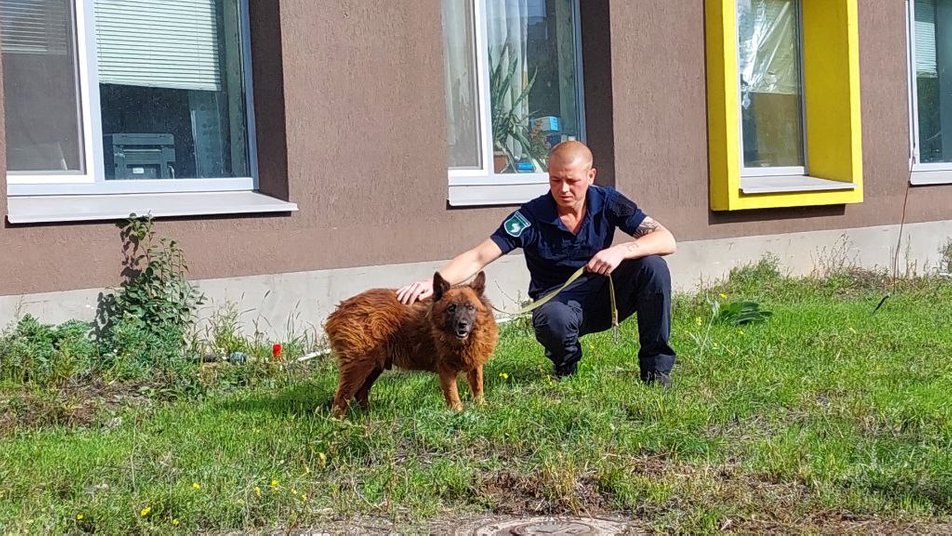 Має проблеми зі здоров'ям: як зараз живе пес Крим, який плакав на руїнах будинку у Дніпрі