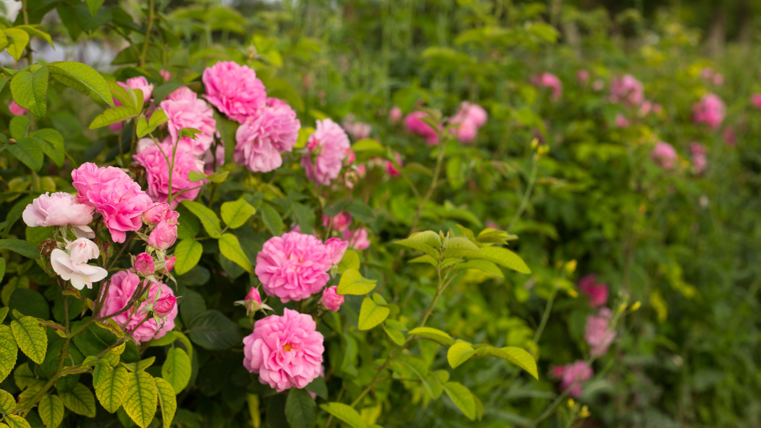 Прикрашаємо сад: які квіти можна посадити у травні
