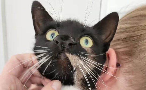 &quot;Справжня рідкість&quot;: у Британії знайшли кота з двома носами (фото)