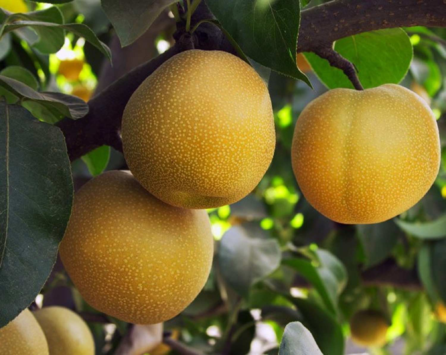 5 самых необычных гибридов овощей и фруктов, которые реально выращивают. Вы бы решились это есть?