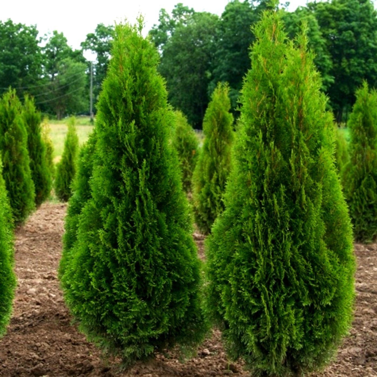 Які дерева та кущі не можна садити біля дому, а які - потрібно