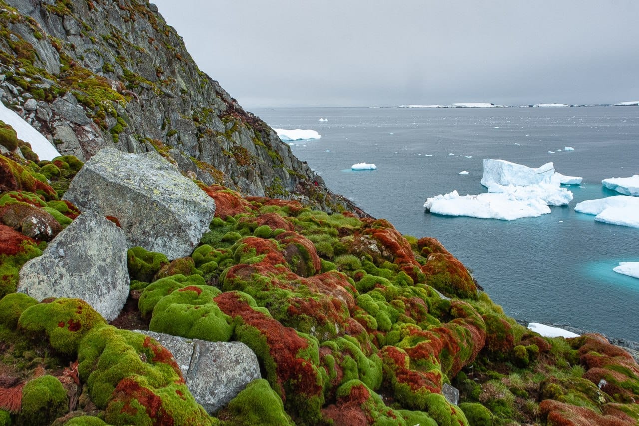Ukrainian polar explorers showed a green summer in the Antarctic: fascinating photos of nature