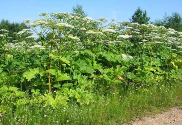 Найнебезпечніші ягоди в Україні: біологи зробили важливе попередження