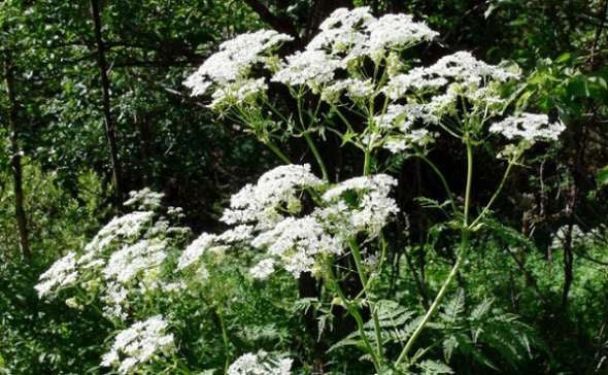 Найнебезпечніші ягоди в Україні: біологи зробили важливе попередження