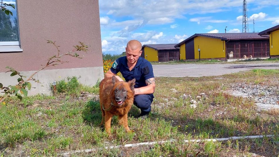 Має проблеми зі здоров'ям: як зараз живе пес Крим, який плакав на руїнах будинку у Дніпрі