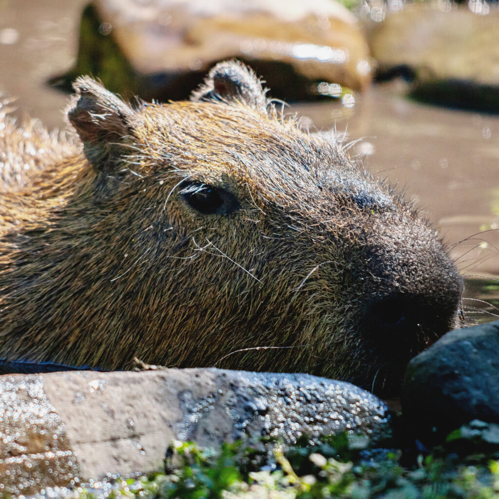 Спасенный из-под обстрелов капибара Тоха закончил лечение: как он выглядит сейчас