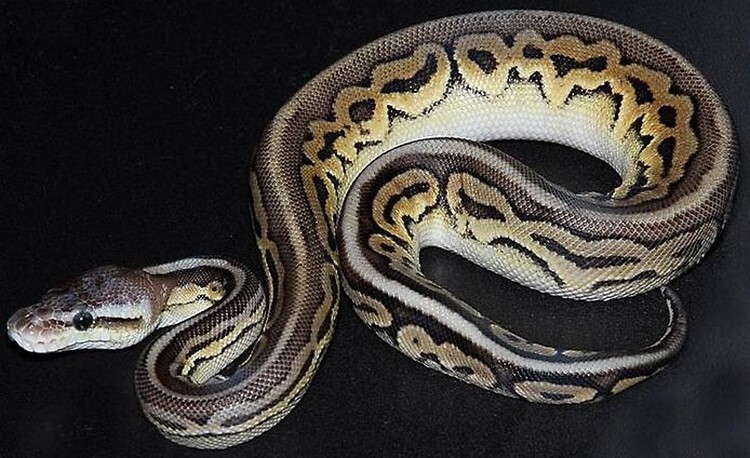 Саме так виглядають найдорожчі домашні тварини: фото, ціни, описання