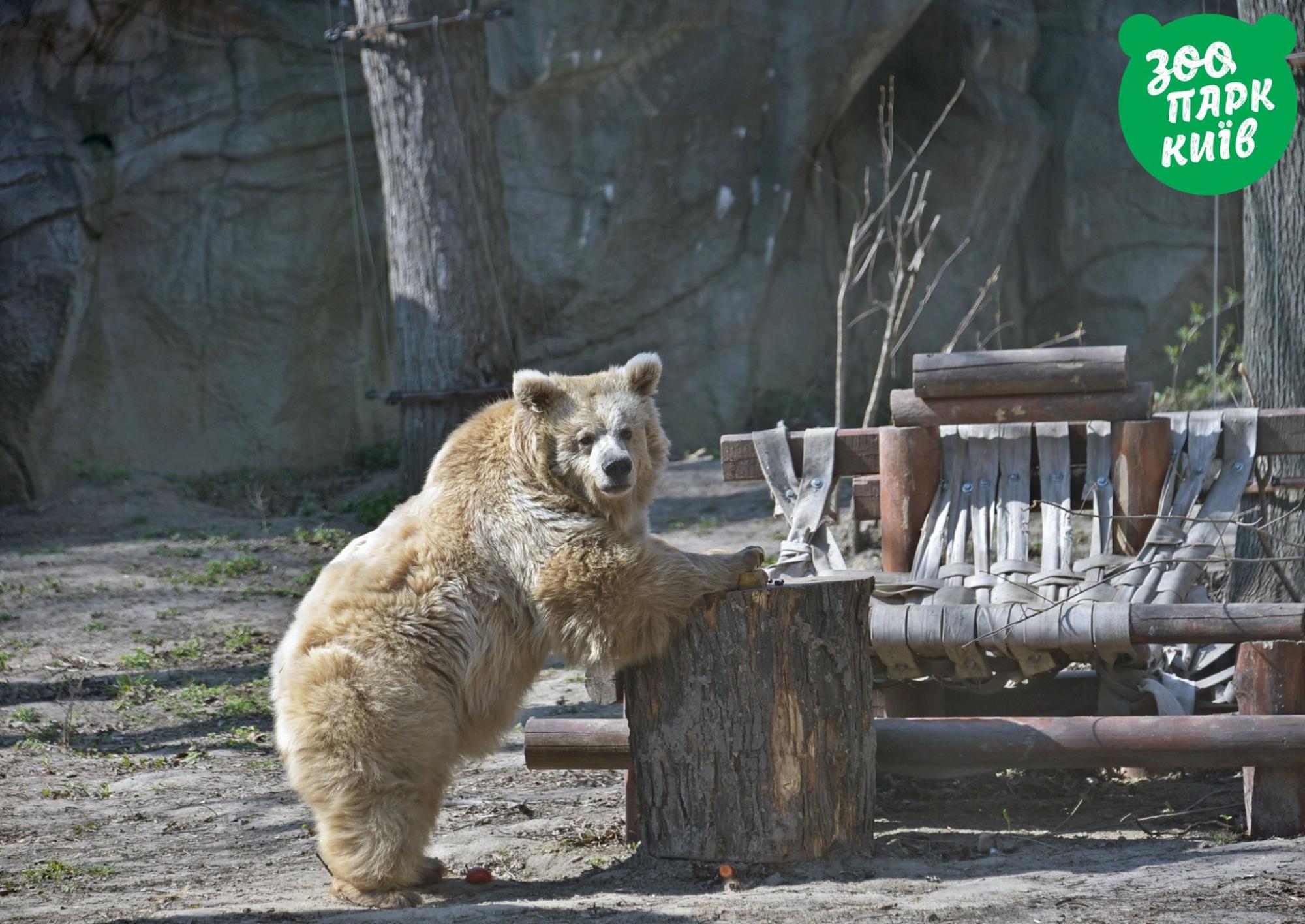 Мишки спали, а еноты не поняли: как на самом деле звери Киевского зоопарка пережили ракетную атаку