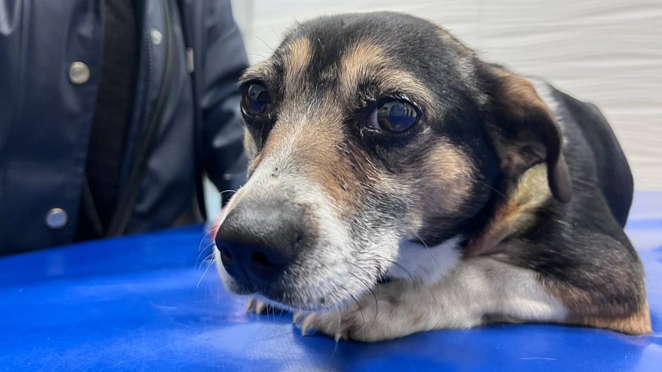 &quot;За нею стоїть черга&quot;: в якому стані собака Ельза, яка лежала на руїнах будинку