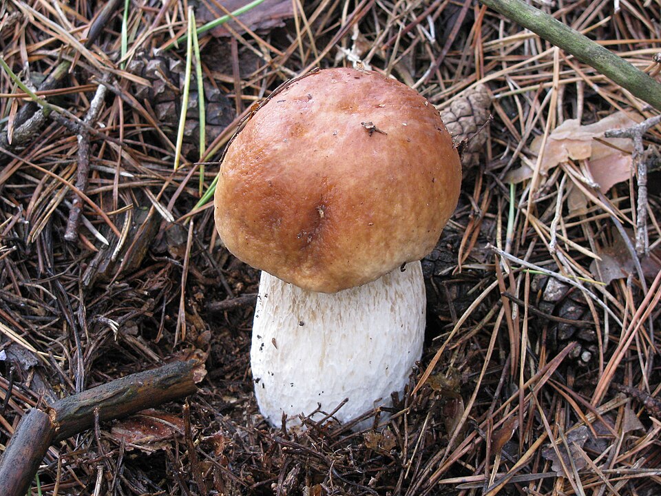 Грибной сезон продолжается: что можно найти в украинских лесах в декабре