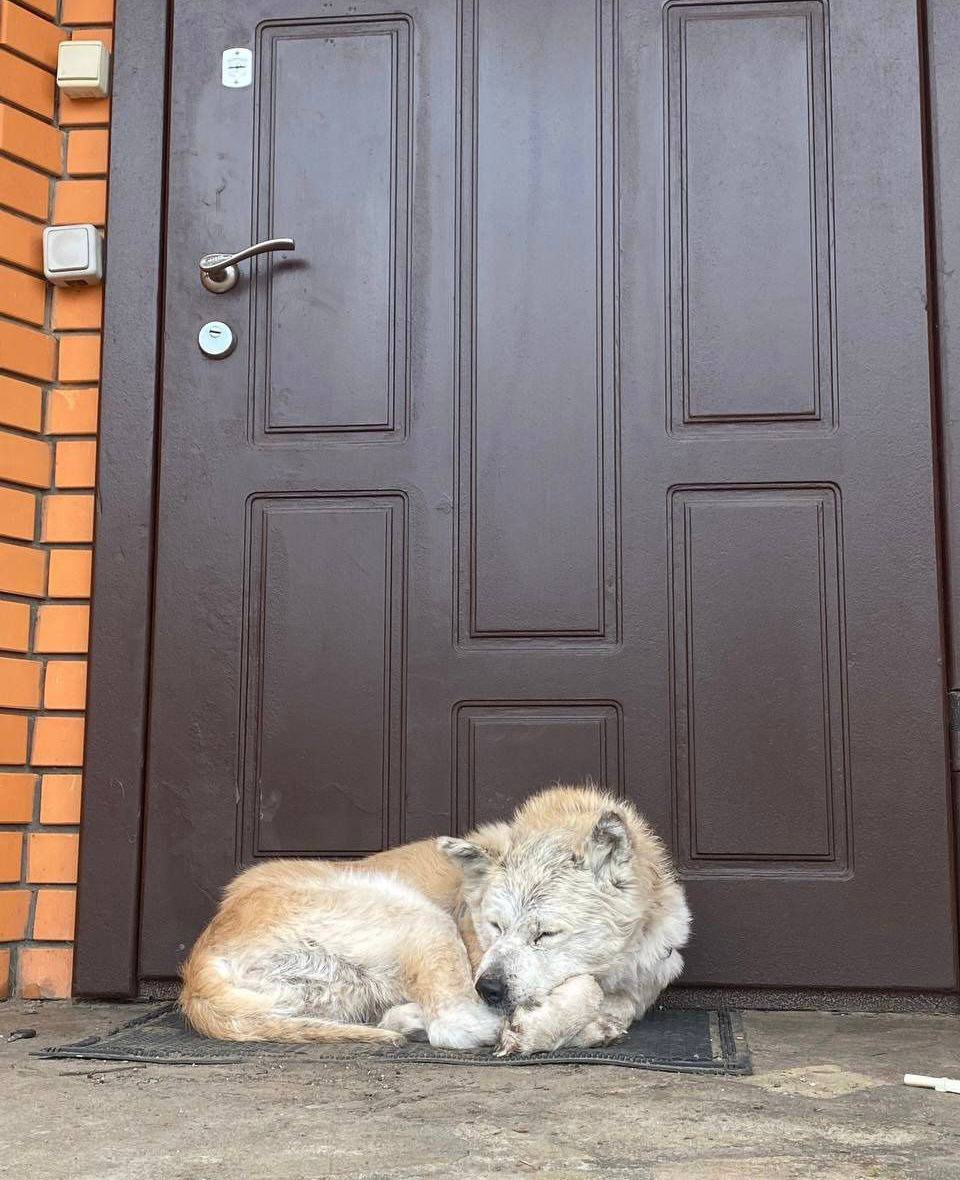 &quot;Макарівський Хатіко&quot;: пес, який місяць чекав загиблу господиню, знайшов нову родину