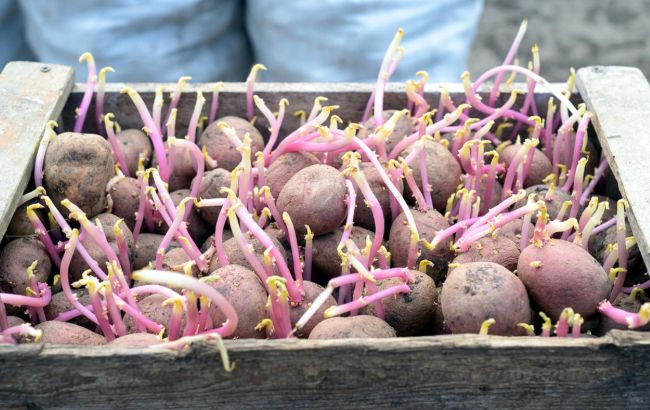 Чи можна їсти пророслу картоплю? З'явилася остаточна відповідь