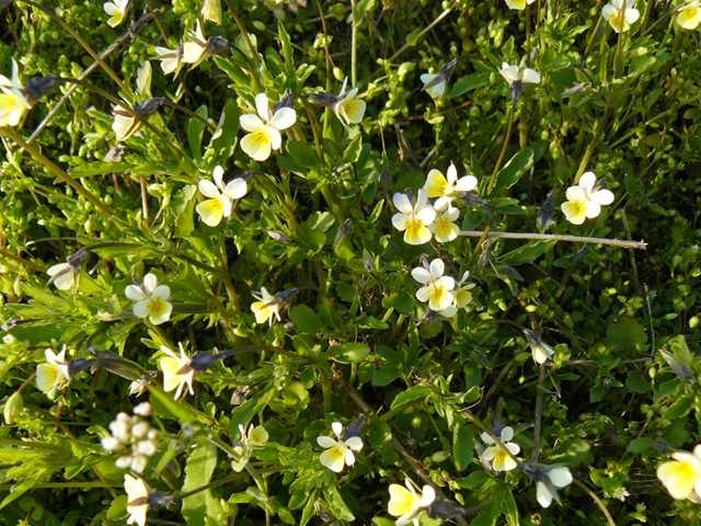 Не вырывайте их! Эти сорняки указывают на плодородие почвы