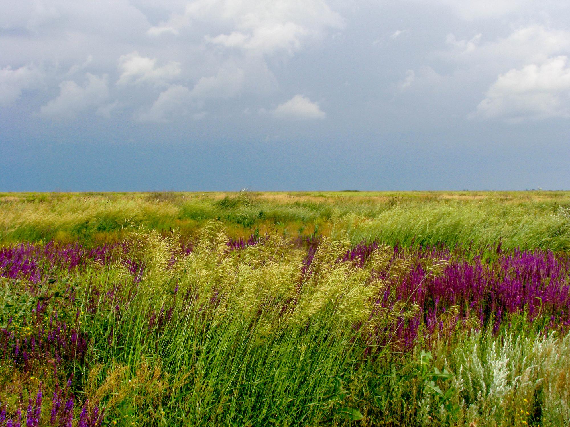 Як врятувати природу України від впливу війни?