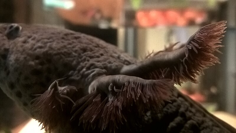 Вы точно этого не знали: кто такой аксолотль на самом деле и почему его будущее под угрозой