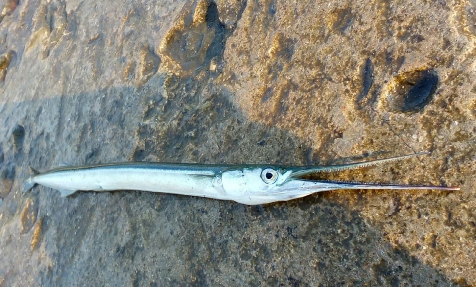 9 найсмачніших риб, яких можна зловити у Чорному морі