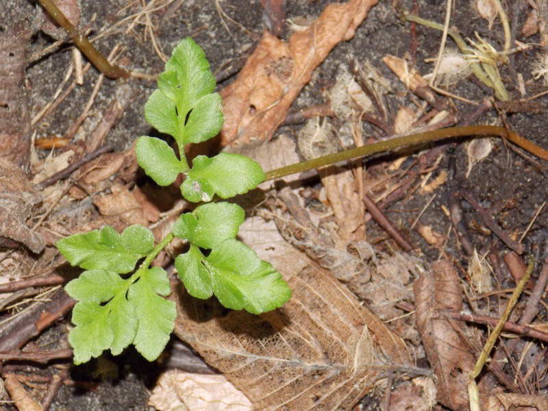 На Трухановом острове нашли самое редкое растение Киева, которому миллионы лет (фото)