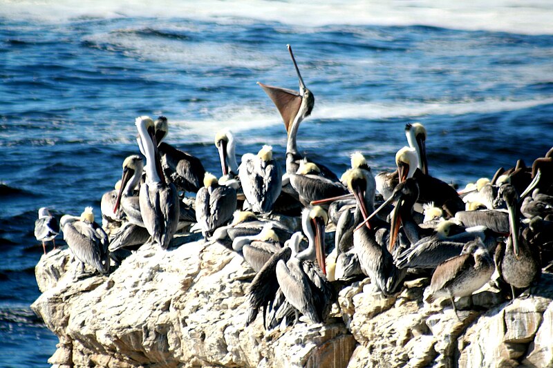 5 неймовірних фактів про пеліканів, які вас здивують