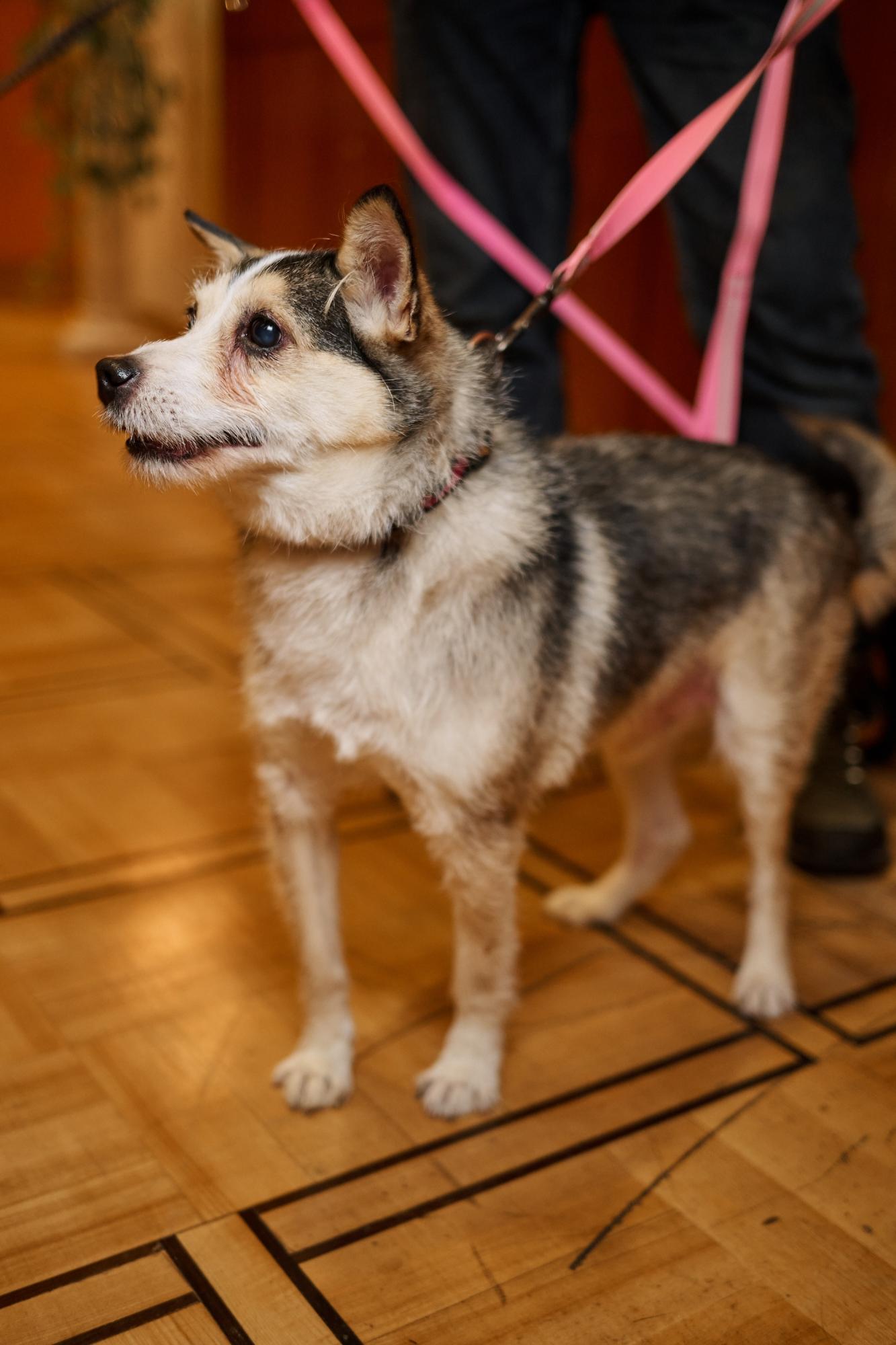 Українські зірки на червоній доріжці розчулили несподіваним жестом (фото)