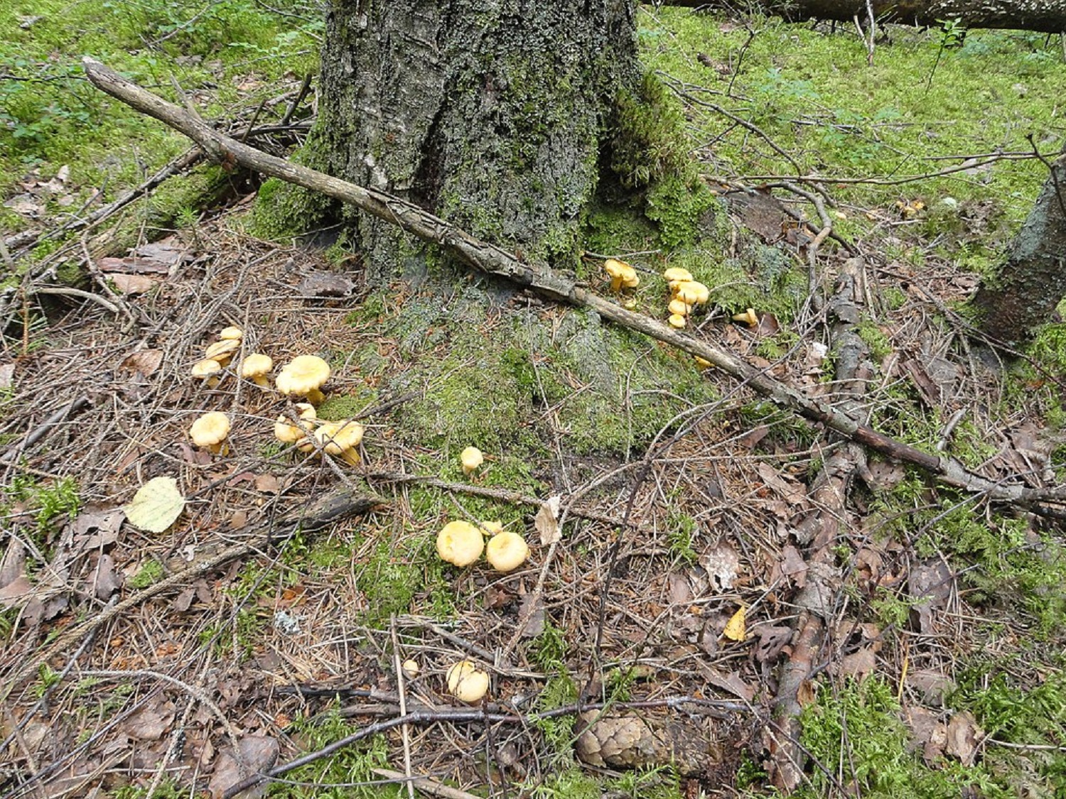 Нашел один и собрал ведро: какие грибы всегда растут большими группами 