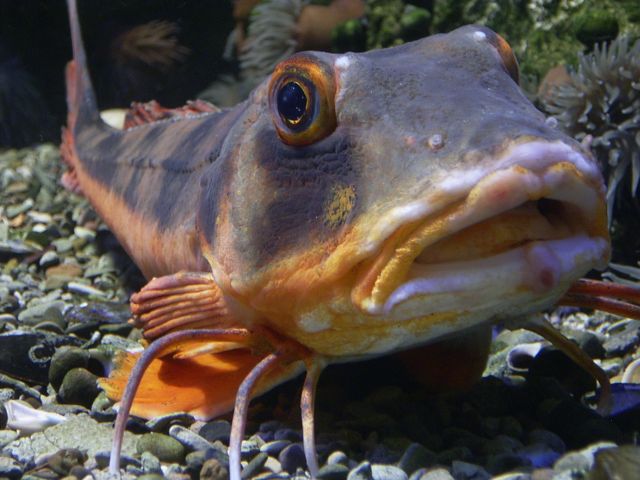 В Азовском море оккупанты погубили краснокнижный вид рыб