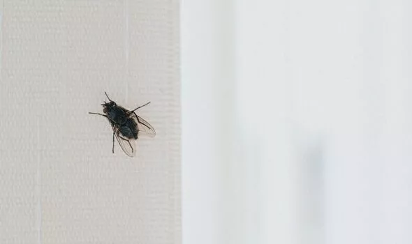 Цей спосіб допоможе позбутися від докучливих мух в будинку