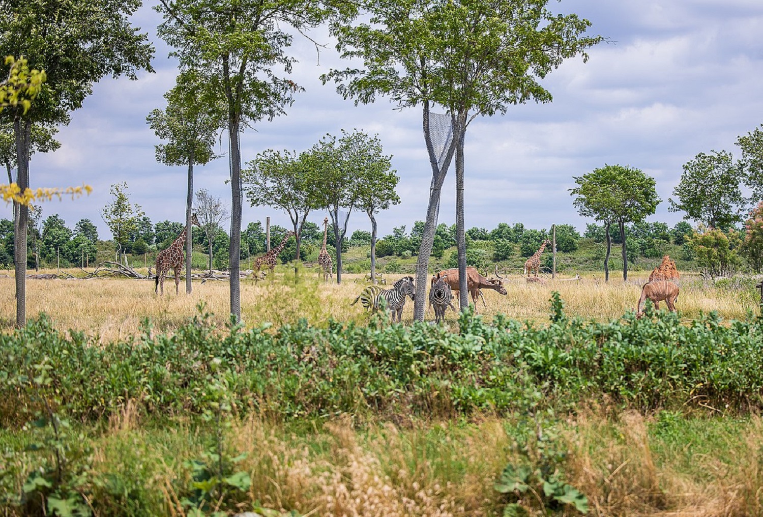 Топ-5 самых больших зоопарков, которые удивят своими жителями
