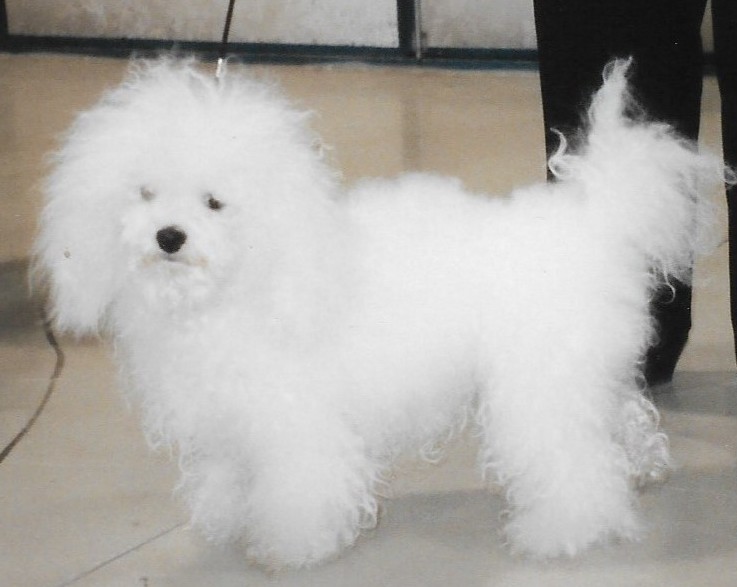 Топ-6 порід собак для тих, хто страждає від алергії