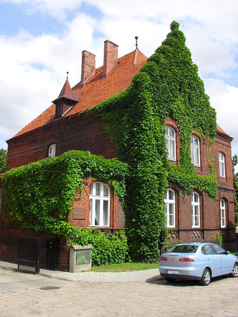 Ці рослини категорично не можна садити на подвір'ї: можуть нашкодити здоров'ю