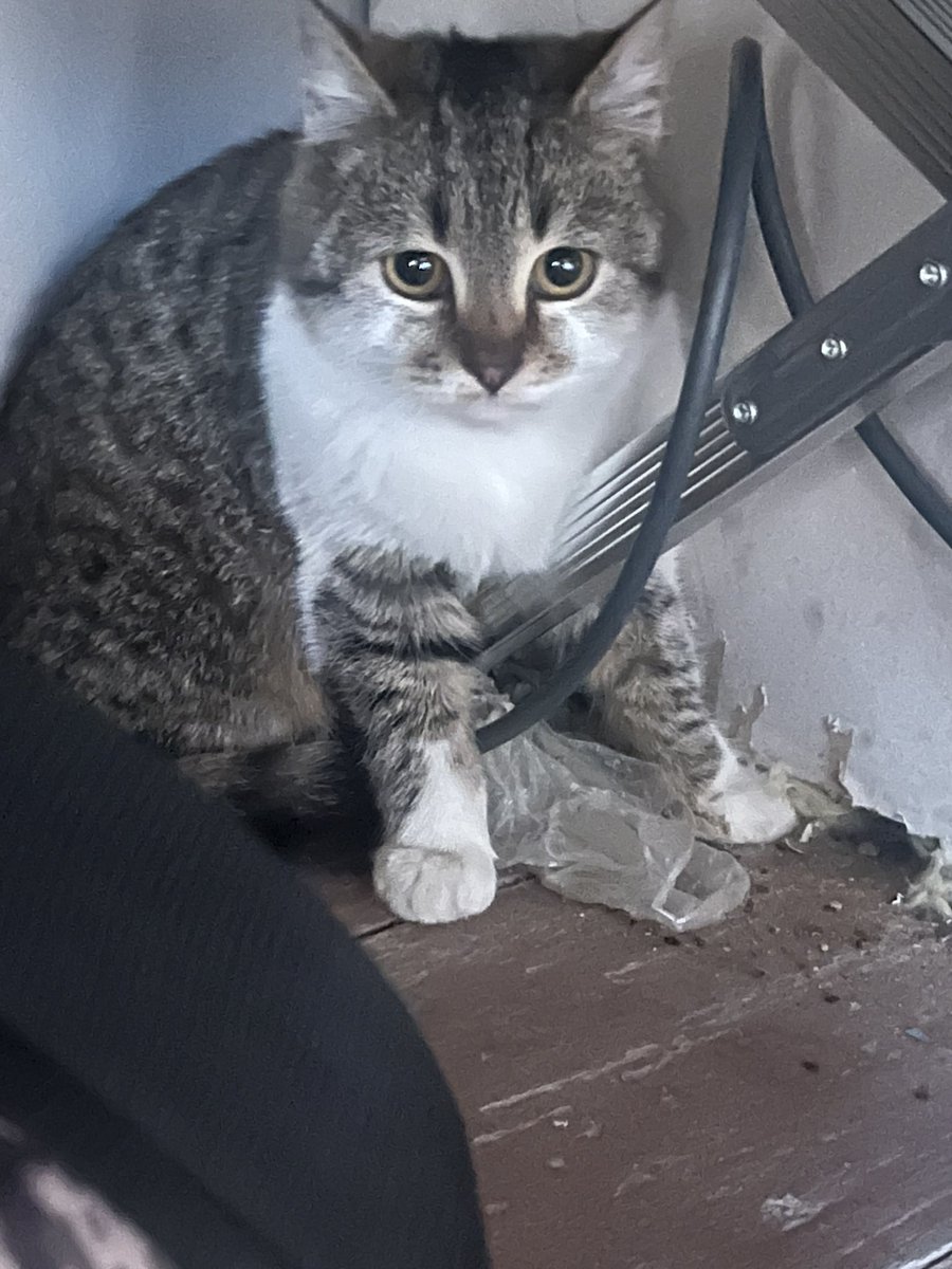 Чому Сирського зображають котом, а дехто називає &quot;м'ясником&quot;