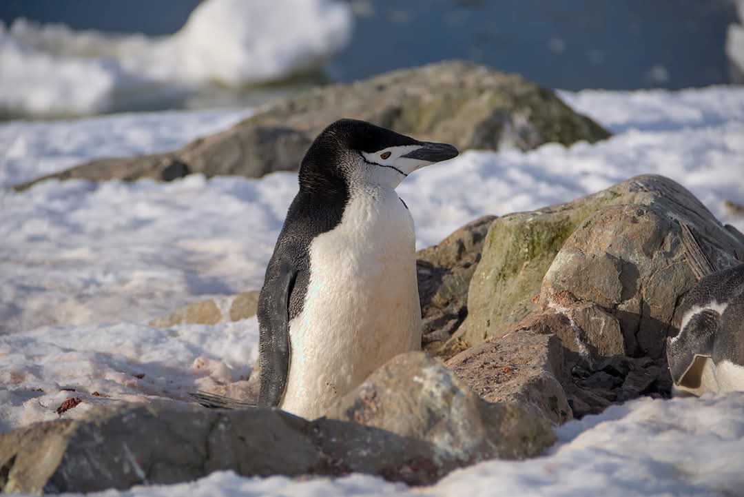 На "Академик Вернадский" пришел пингвин-полицейский: что он делал (фото)