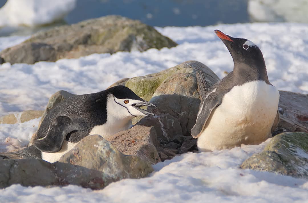На "Академик Вернадский" пришел пингвин-полицейский: что он делал (фото)