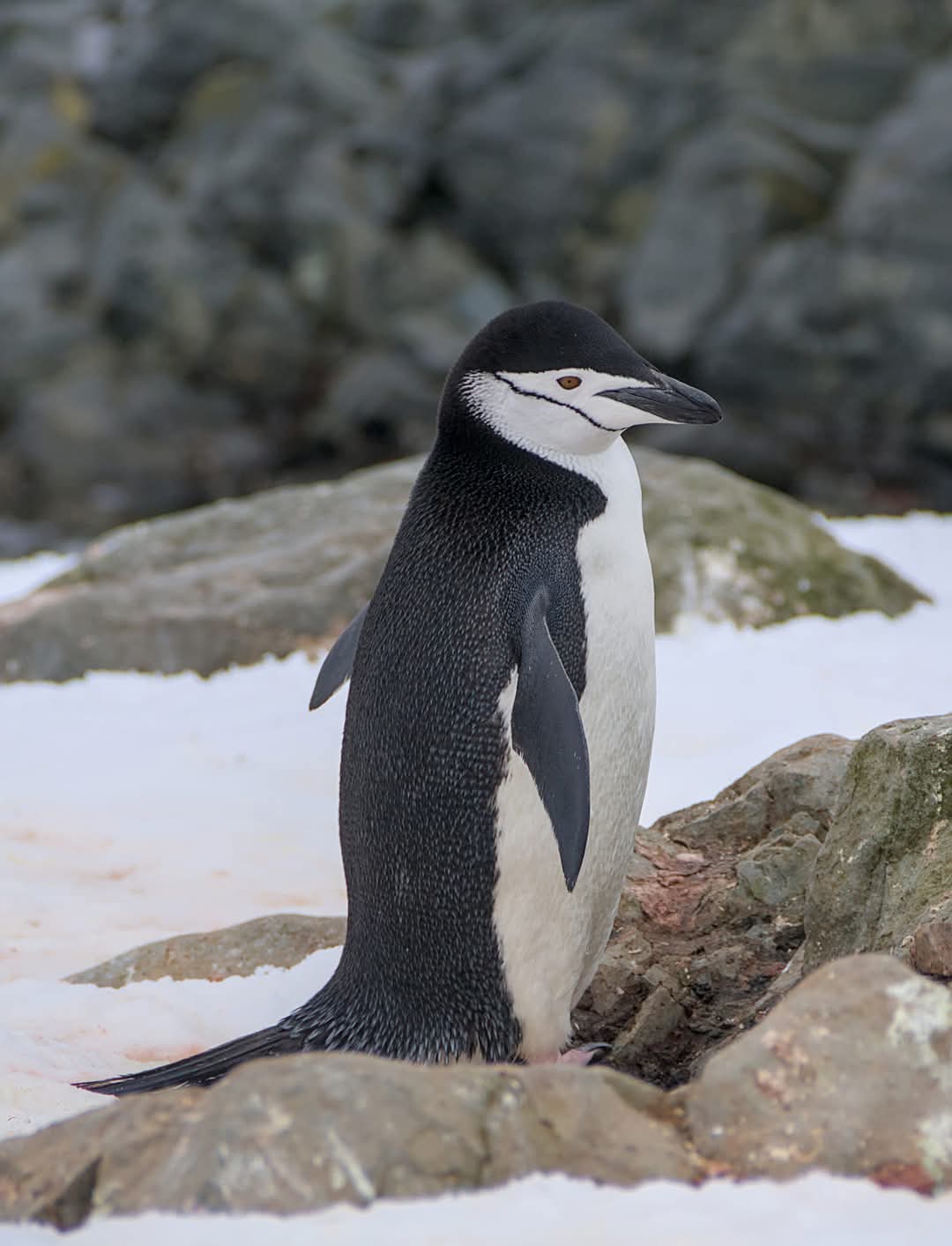 На "Академик Вернадский" пришел пингвин-полицейский: что он делал (фото)