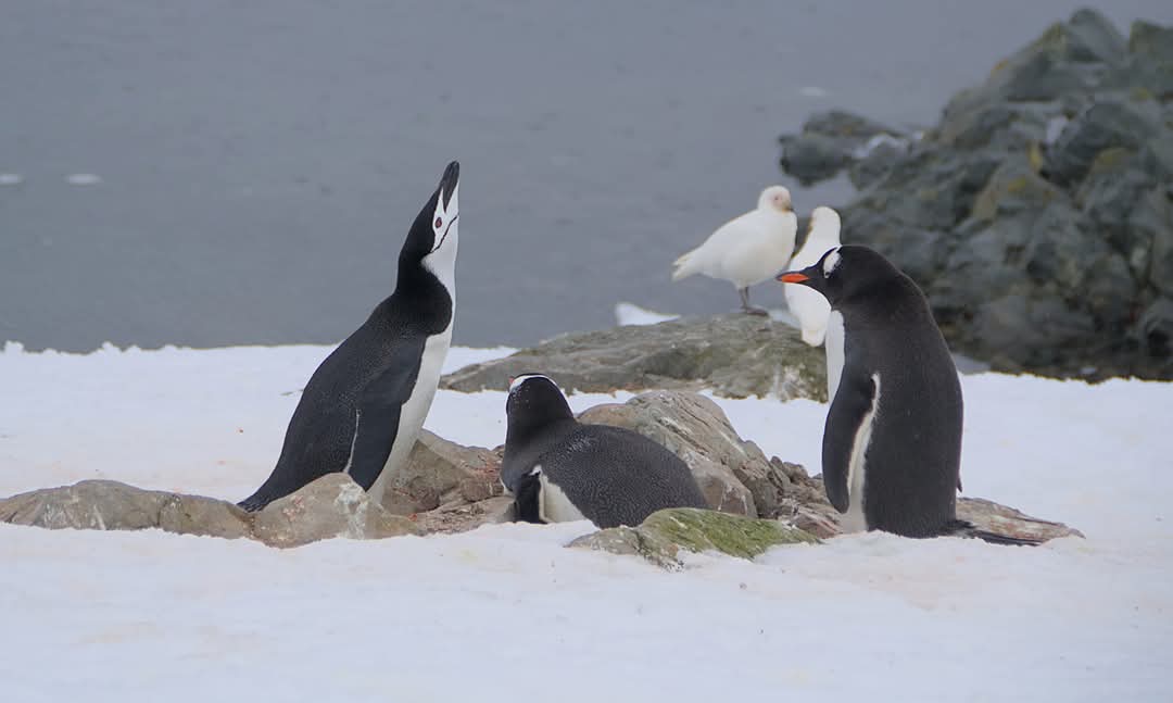На "Академик Вернадский" пришел пингвин-полицейский: что он делал (фото)
