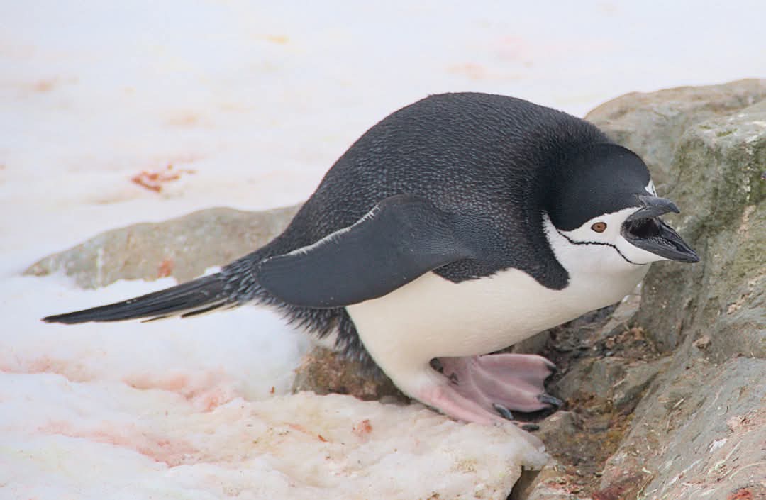 На "Академик Вернадский" пришел пингвин-полицейский: что он делал (фото)