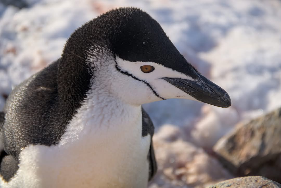 На "Академик Вернадский" пришел пингвин-полицейский: что он делал (фото)