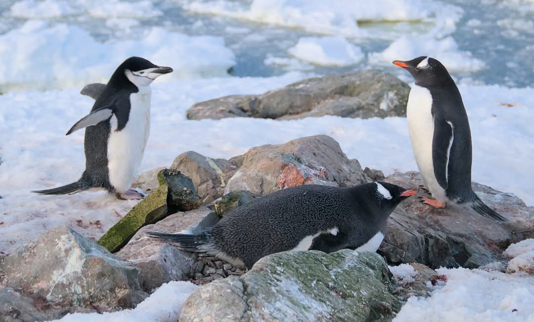 На "Академик Вернадский" пришел пингвин-полицейский: что он делал (фото)