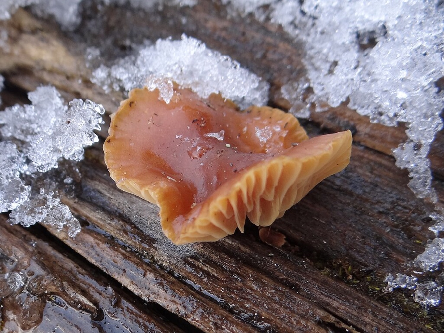 Зимние опята: где найти и как собирать грибы в феврале