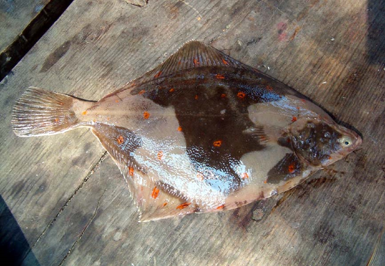 9 найсмачніших риб, яких можна зловити у Чорному морі