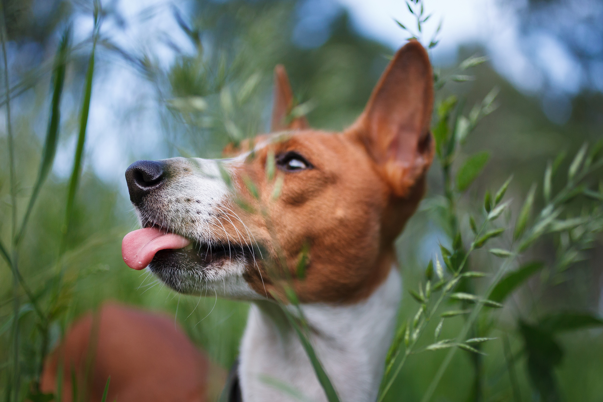Скільки разів на день треба вигулювати собаку: поради для різних порід