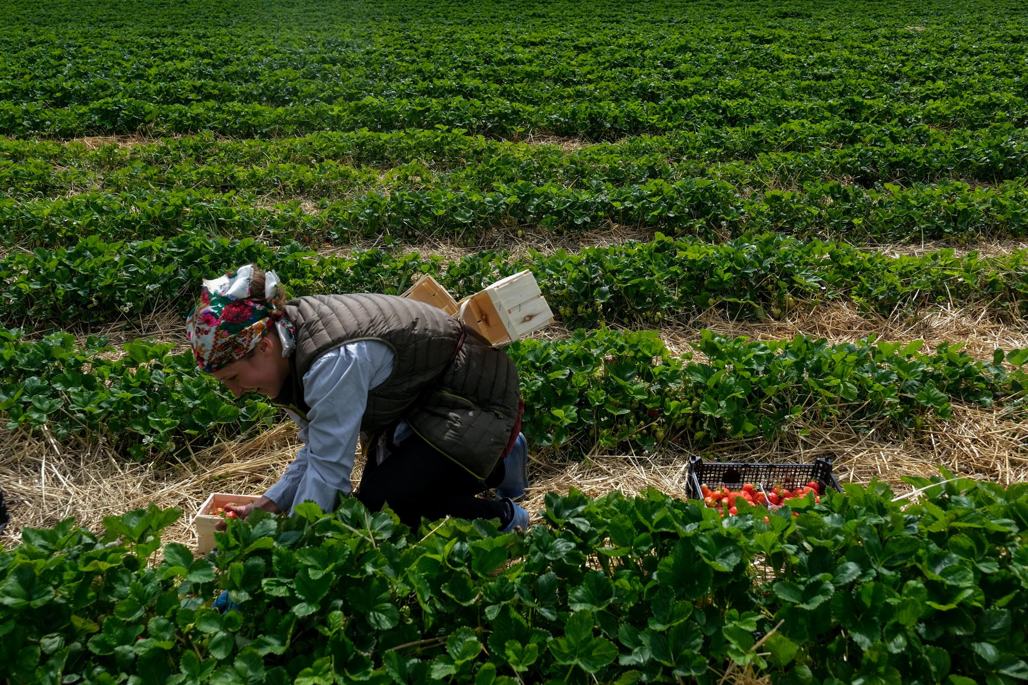 &quot;Добре, що українці залишаться&quot;. Як поляки ставляться до наших біженців